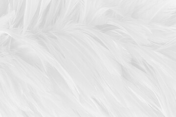 Beautiful white grey bird feathers pattern texture background.