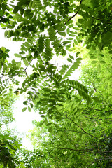 新緑　緑　爽やかな木々