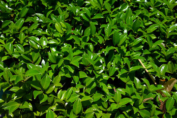 植栽　エクステリア