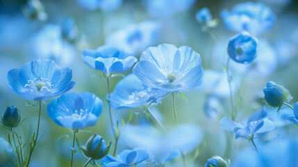Blue flowers wallpaper background