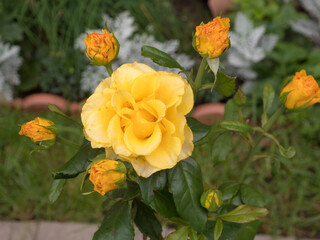 yellow rose in the garden