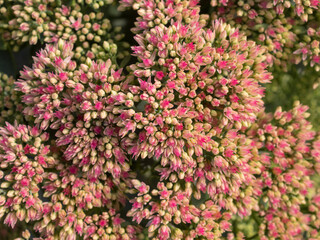 sedum in the garden in autumn