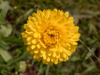 yellow calendula in the garden