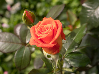 red rose in the garden