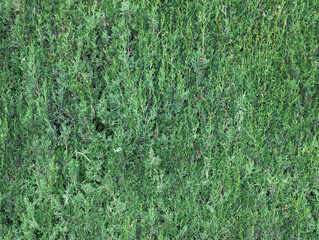 Fresh leafy and green cypress tree branches texture or background. Mediterranean fir leaves.