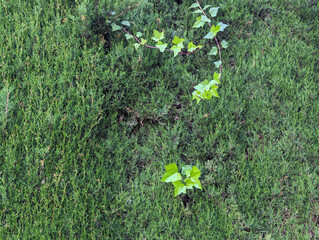 Fresh leafy and green cypress tree branches with climbing plant texture or background....