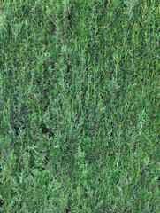 Fresh leafy and green cypress tree branches texture or background. Mediterranean fir leaves.