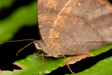 Melanitis leda, the common evening brown, is a common species of butterfly found flying at dusk. The flight of this species is erratic.