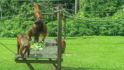 Fruits are laid out on a boardwalk. Monkeys eat. An adult dominant orangutan holds bananas in its paws, holding a tightrope with hand. Green vegetation. Sepilok Orangutan Rehabilitation Centre.  © Вера 