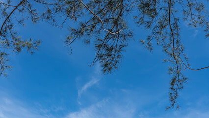 Branches of coniferous trees with long thin needles against a background of blue sky and light clouds. The upper part of the screen.  Copy space