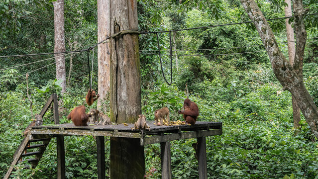 Feeding time in the Sepilok Orangutan Rehabilitation Centre. Different types of monkeys gathered on the boardwalk, sorting and eating fruits. An orangutan mom hugs a baby. Ropes are stretched  