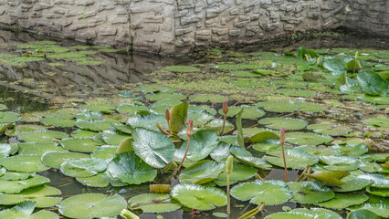 A pond with water lilies. Pink buds on long stems rise above the water. Green leaves float on the surface. A stone fence. Reflection. Malaysia.