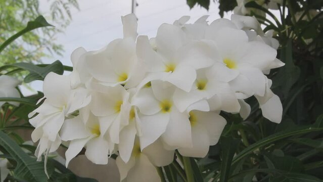 A bunch of white flowers of the Caribbean Jasmine, Plumeria pudica is a shrub belonging to the Apocynaceae family