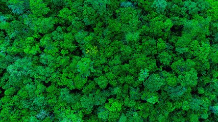 Fototapeta premium aerial view of dark green forest Abundant natural ecosystems of rainforest. Concept of nature forest preservation and reforestation