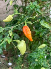 chili is not a farm but a yard and a house