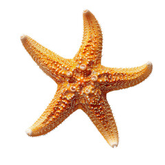 Close-up of a bright orange starfish showcasing its detailed texture and vibrant color transparent background, PNG