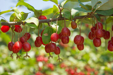 Ripe Autumn Olive Berries (Elaeagnus Umbellata) growing on a branch . oleaster