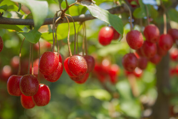 Ripe Autumn Olive Berries (Elaeagnus Umbellata) growing on a branch . oleaster