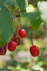 Ripe Autumn Olive Berries (Elaeagnus Umbellata) growing on a branch . oleaster