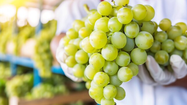 man wearing gloves holding bunch of grapes 