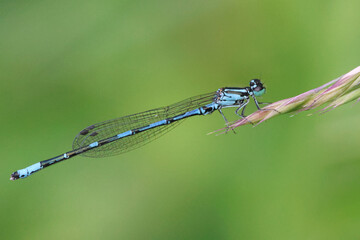 Arctic bluet