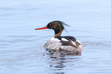 A medium or long-nosed merganser duck swims in the lake water.