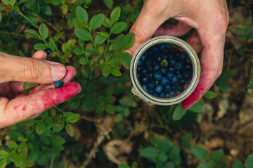 Close-up of male hands picking Blueberries in the forest with green leaves. Man Harvested berries, process of collecting, harvesting berries into glass jar in the forest. Bush of ripe wild 