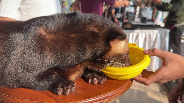 animal keeper is giving a bowl of water to a masked palm civet, civet drinking water on  a sunny day in animal exhibition, musang bulan