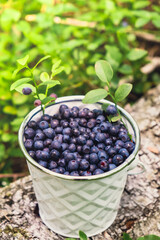 Close-up of Blueberries in white bucket in the forest with green leaves. Country life gardening eco friendly living Harvested berries, process of collecting, harvesting berries into glass jar 