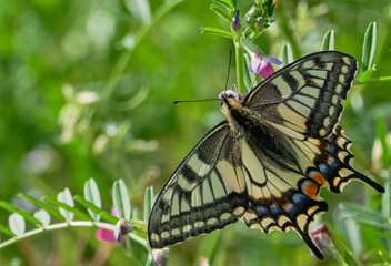 鮮やかな色のアゲハチョウ
