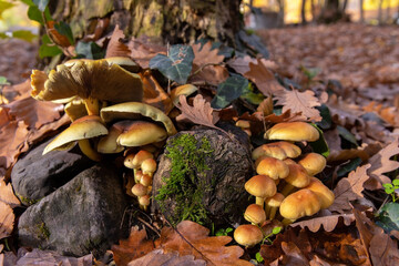 Yellow mushrooms on a stump in the forest