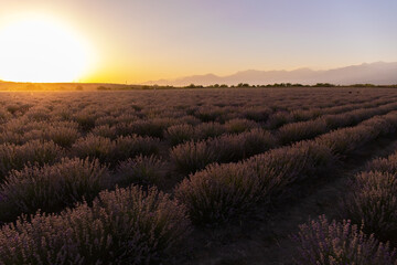 Large lavender field at sunset.