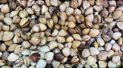 Top view of shell mussels or clam display in wet market. Seafood concept