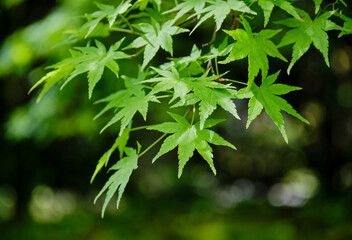 初夏の陽射しを浴びた鮮やかな新緑