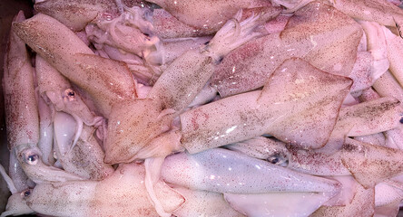 Top view of fresh squids display in market. Seafood concept