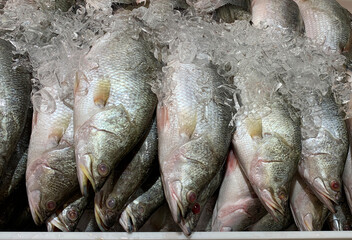 Barramundi fish covered with ice. Asian food concept
