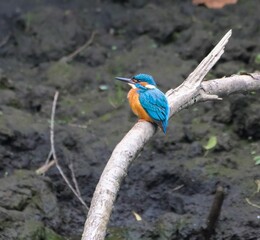 Common kingfisher perched on a branch in a natural habitat. River Cynon, South Wales