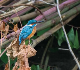 Common kingfisher perched on a branch in a natural habitat. River Cynon, South Wales