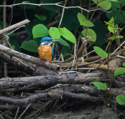 Common kingfisher perched on a branch in a natural habitat. River Cynon, South Wales