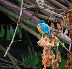 Common kingfisher perched on a branch in a natural habitat. River Cynon, South Wales