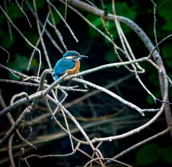 Common kingfisher perched on a branch in a natural habitat. River Cynon, South Wales