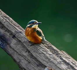 Common kingfisher perched on a branch in a natural habitat. River Cynon, South Wales