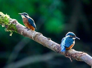 Naklejka premium Two common kingfishers perched on a branch in a natural habitat. River Cynon, South Wales