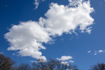 Clouds hovering above trees against a blue sky