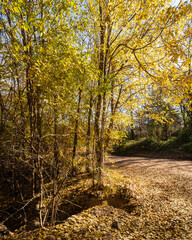 Obraz premium a dirt road through the woods covered in fall leaves and grass