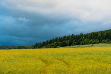 Vibrant landscape of a yellow field with a forest and dramatic cloudy sky in the background.