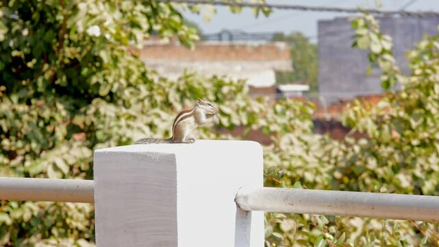 Baby chipmunk eating rice, Indian palm squirrel feeding rice, three-striped palm squirrel