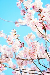 青空を背景に満開で咲く淡いピンク色のかわいい足柄桜の花、縦