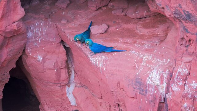 Indigo Macaw breeding cliff sandstone pari Orig.8K