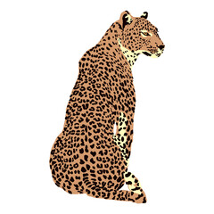 Vector freehand abstract illustration of a sessile leopard isolated on a white background. Hand drawn leo. Flat graphics. Postcard design, print